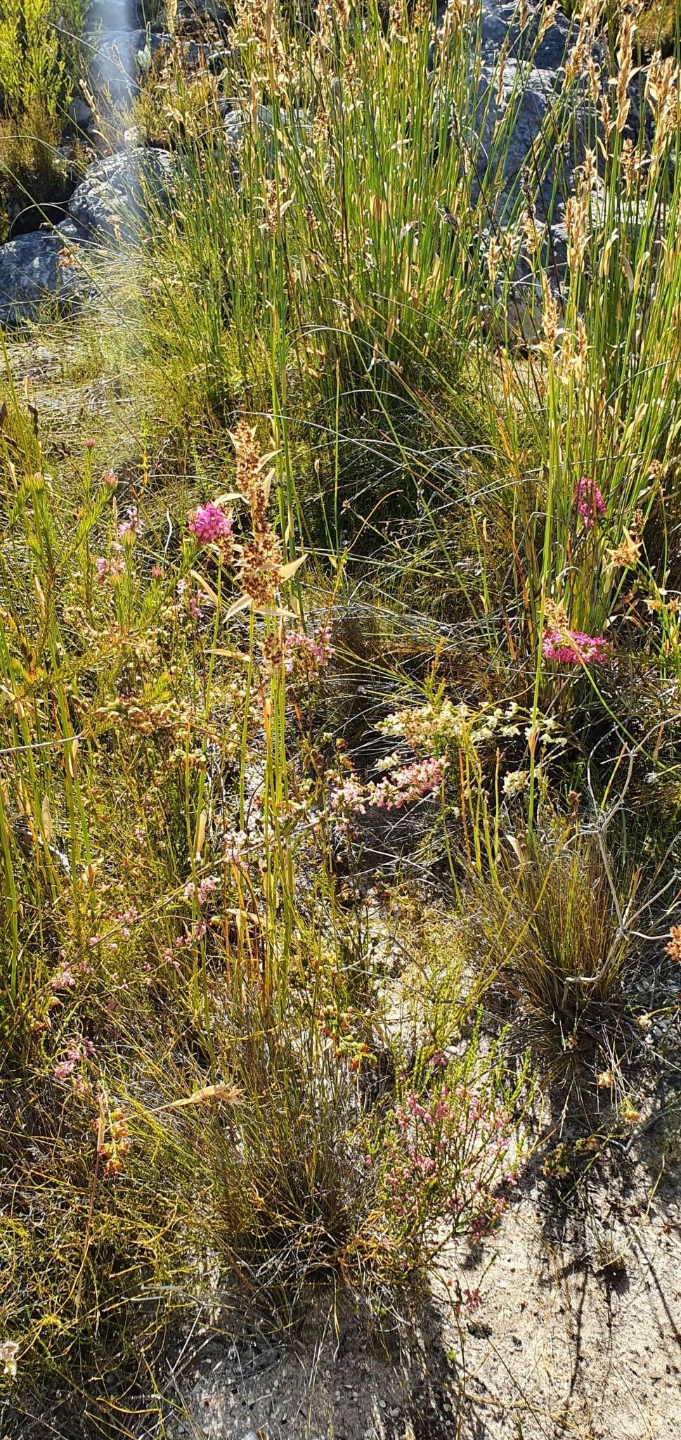 Image of Erica denticulata L.