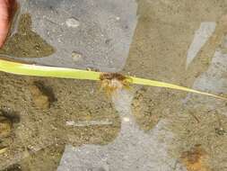 Image of grass crack anemone