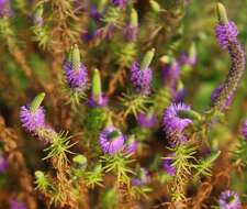 Image of Pogostemon deccanensis (Panigrahi) Press