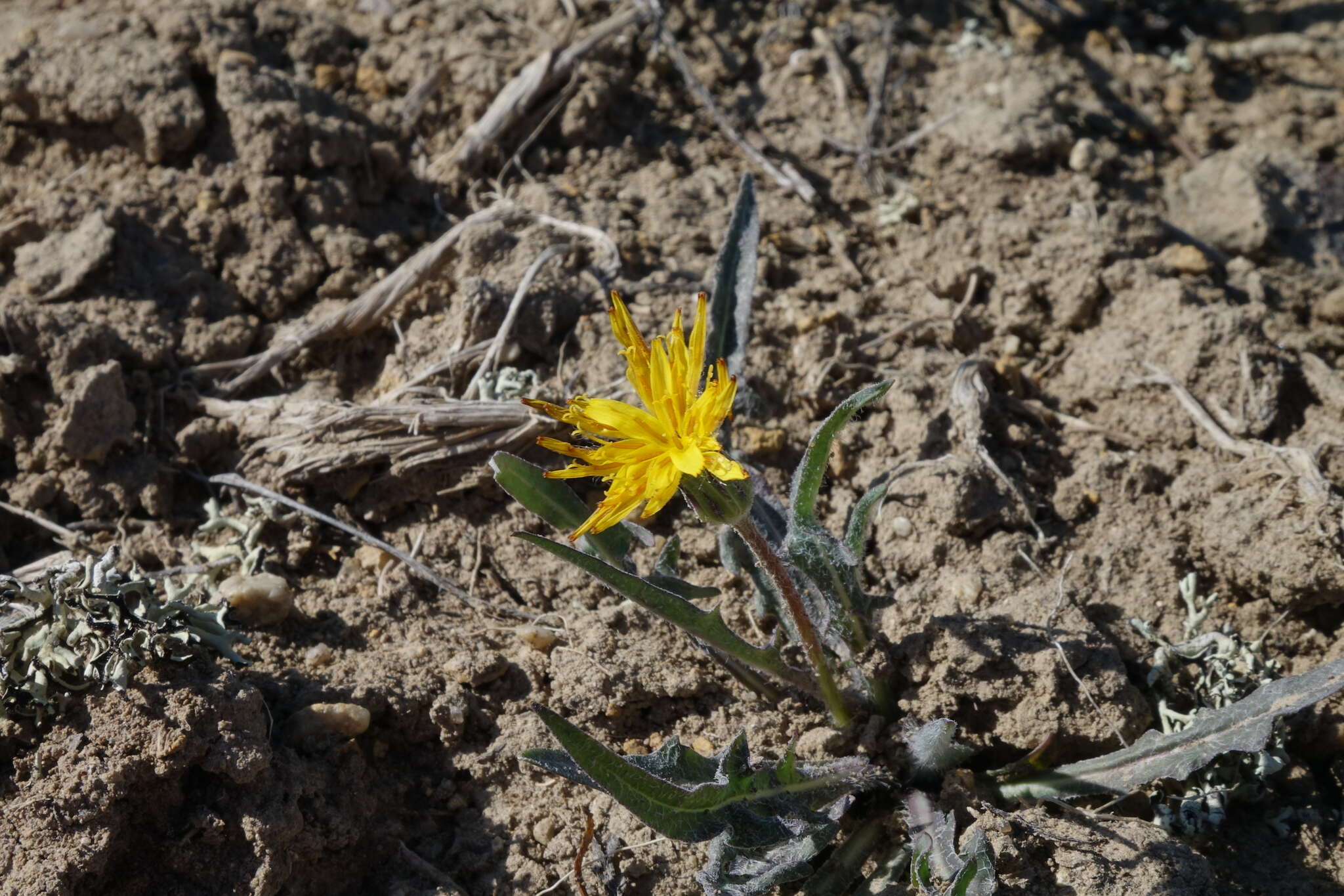 Plancia ëd Agoseris parviflora (Nutt.) D. Dietr.