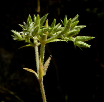 Image of Minuartia decipiens (Fenzl) Bornm.