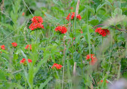 صورة Silene chalcedonica (L.) E. H. L. Krause