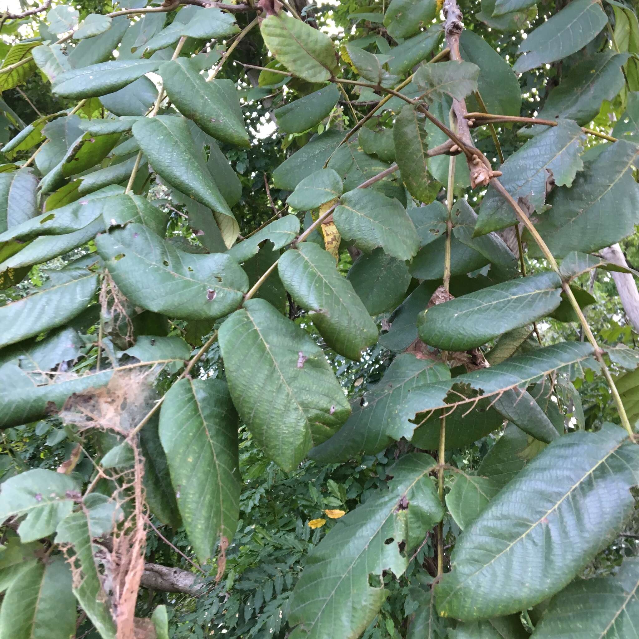 Image of Juglans ailanthifolia Carr.