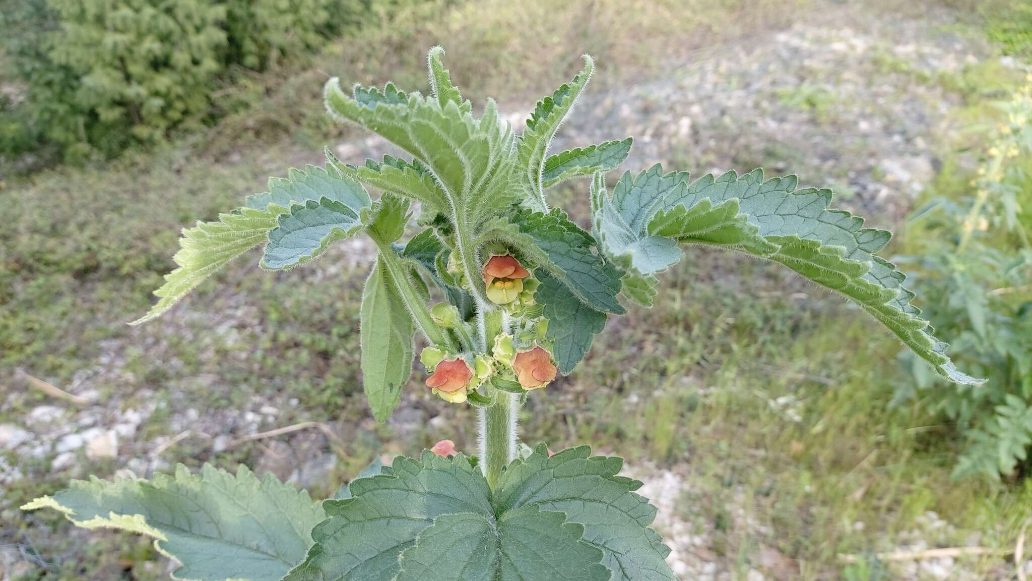 Scrophularia grandiflora DC. resmi