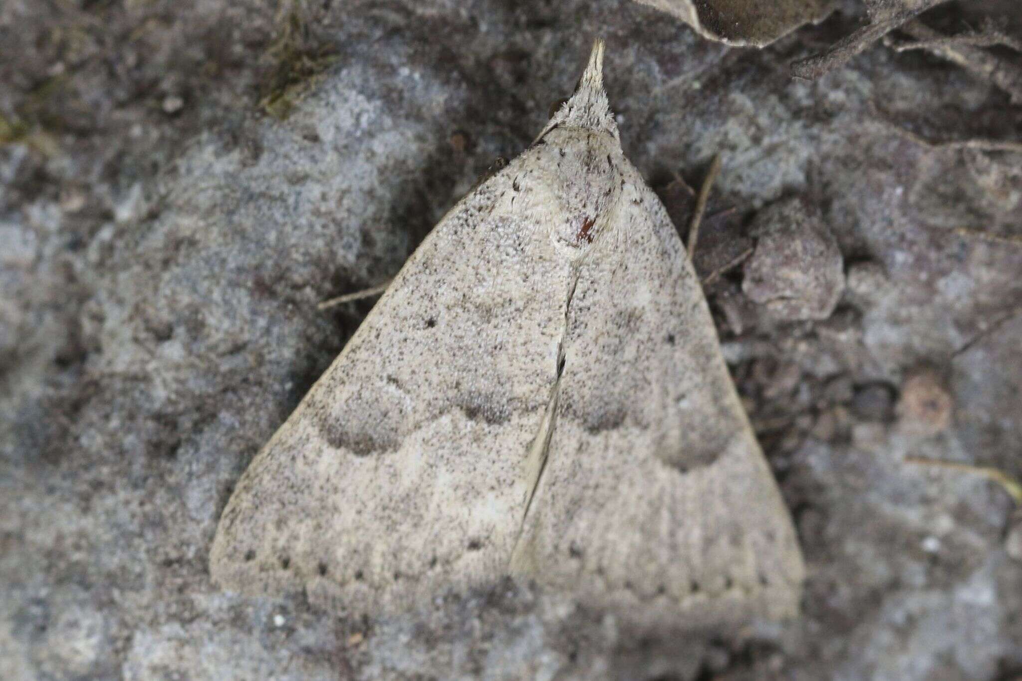 Image of Pseudorgyia versuta Harvey 1875