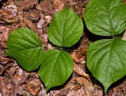 Plancia ëd Lackeya multiflora (Torr. & A. Gray) Fortunato et al.