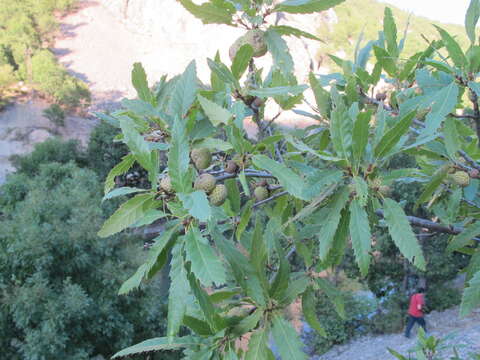 Imagem de Quercus libani G. Olivier