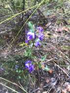 Image of Holly-leaved Hovea