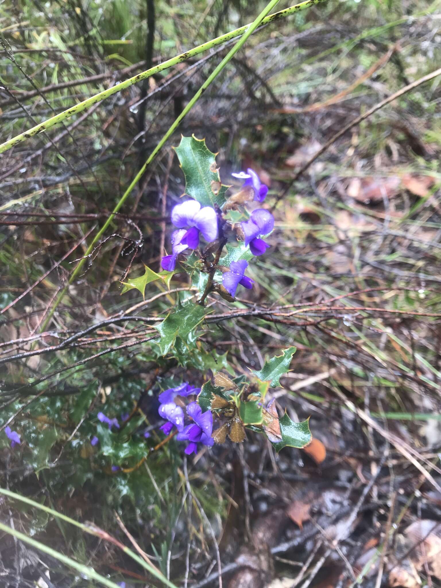 Image of Holly-leaved Hovea