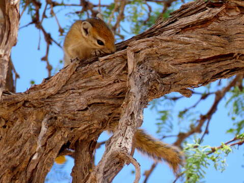 Image of Congo Rope Squirrel