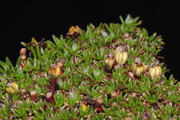 Imagem de Azorella diapensioides A. Gray