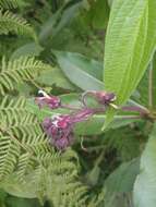 Image of Robust Lobelia