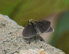 Aeromachus pygmaeus Fabricius 1775 resmi