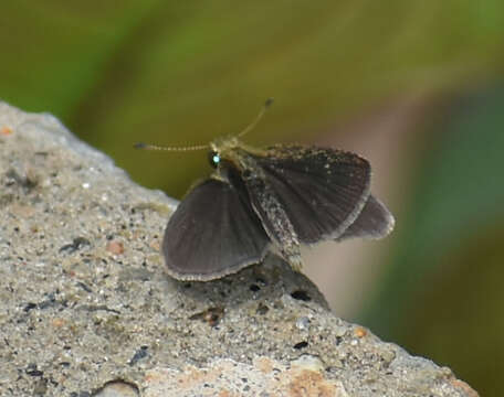 Aeromachus pygmaeus Fabricius 1775 resmi