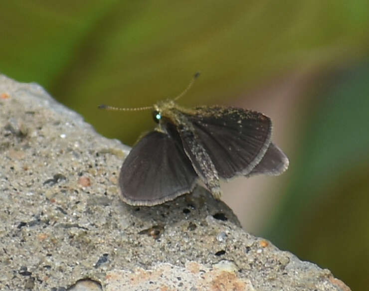 Image of Pygmy Scrub-hopper