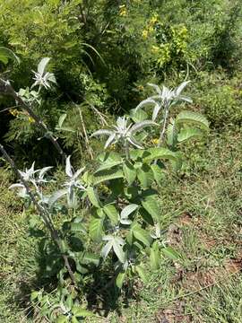 Image of Searsia batophylla (Codd) Moffett