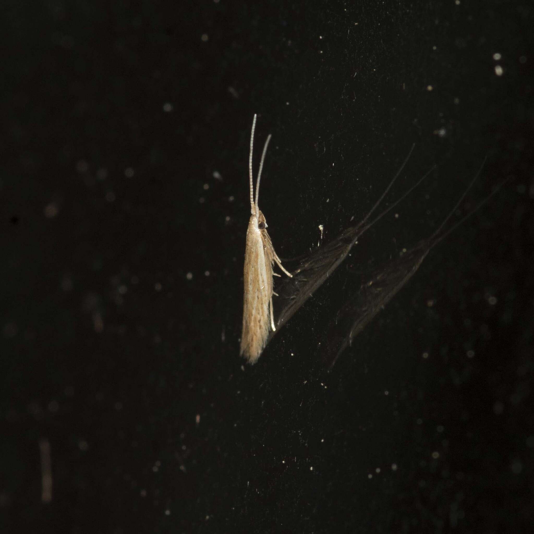 Image of Streaked Coleophora