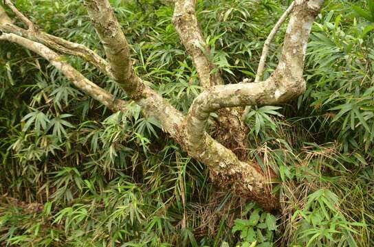 Слика од Syzygium nervosum DC.