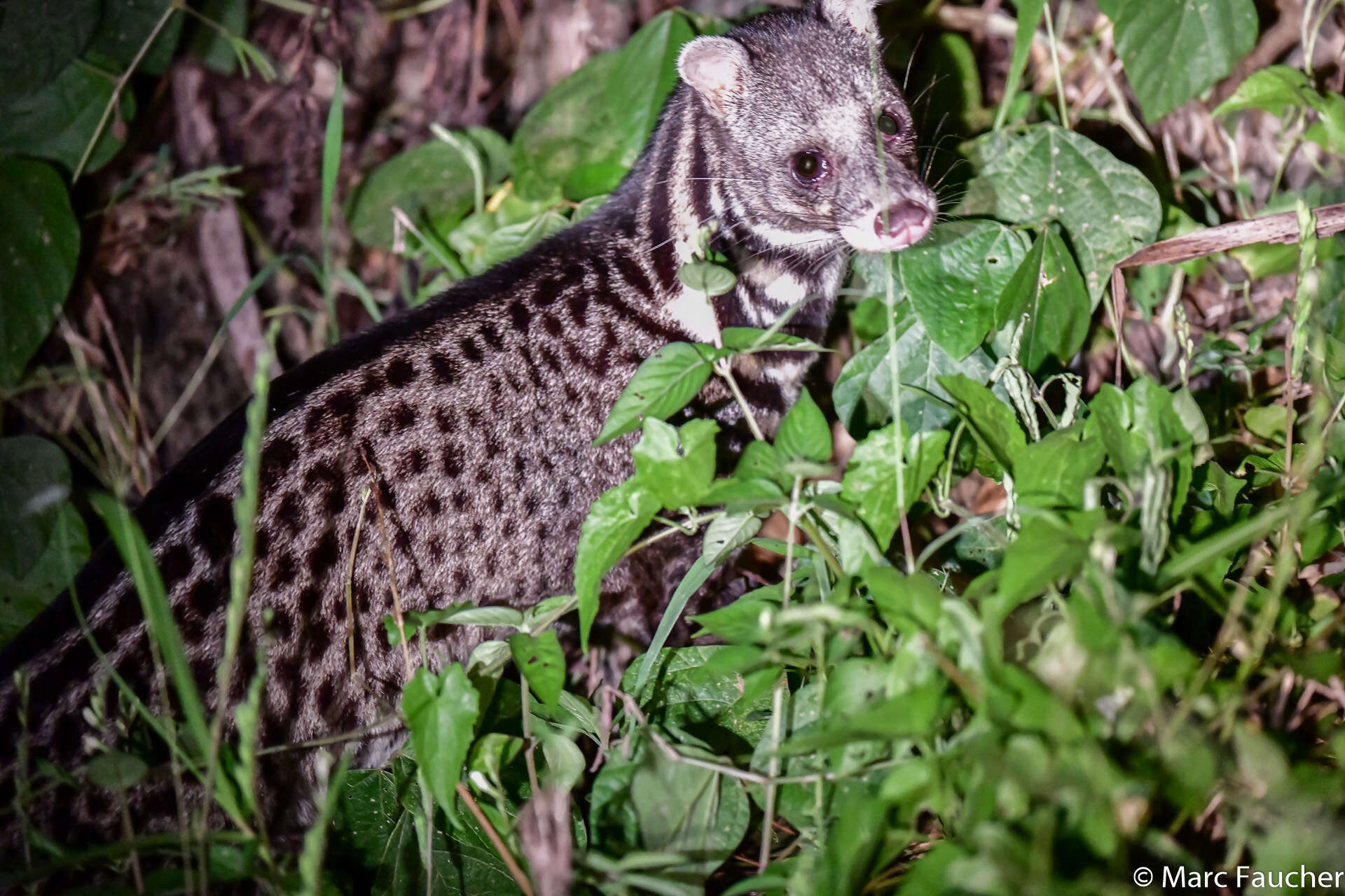 Image of Oriental Civet