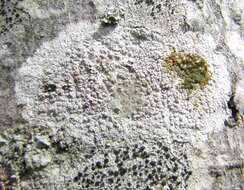 Image de Lecanora subpallens