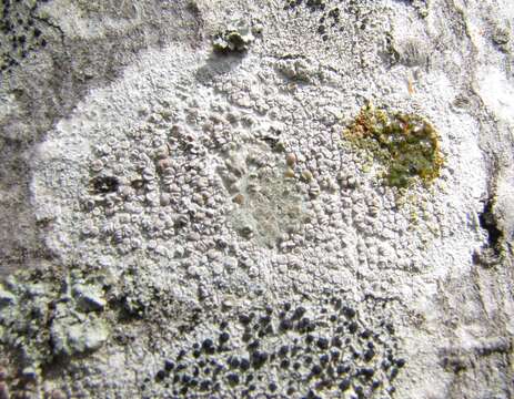 Image of Lecanora subpallens