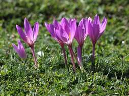 Image of showy colchicum