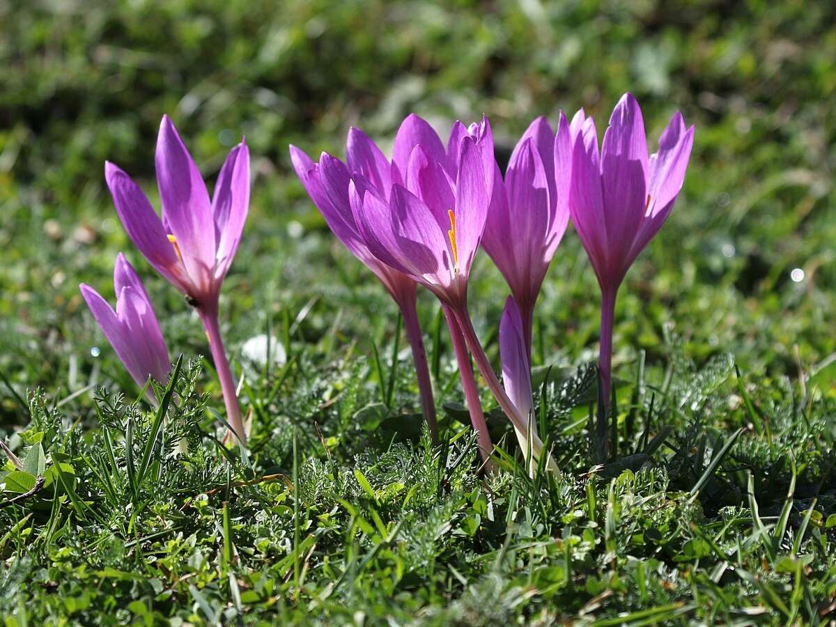 Image of showy colchicum