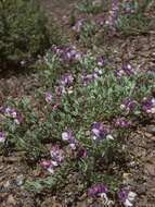 Imagem de Lathyrus grimesii Barneby