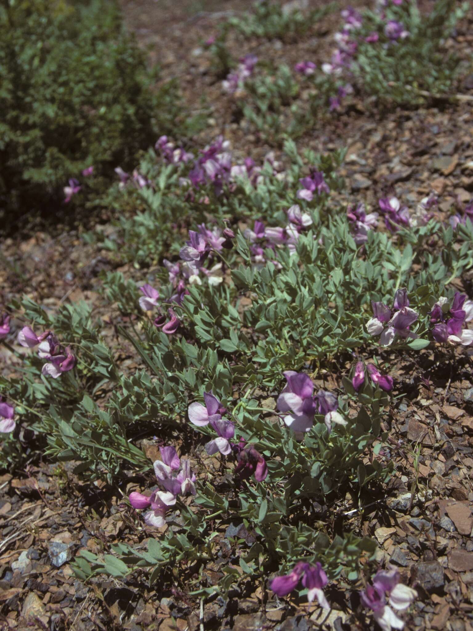 Imagem de Lathyrus grimesii Barneby