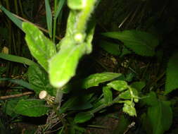 Image of Erigeron philadelphicus var. philadelphicus