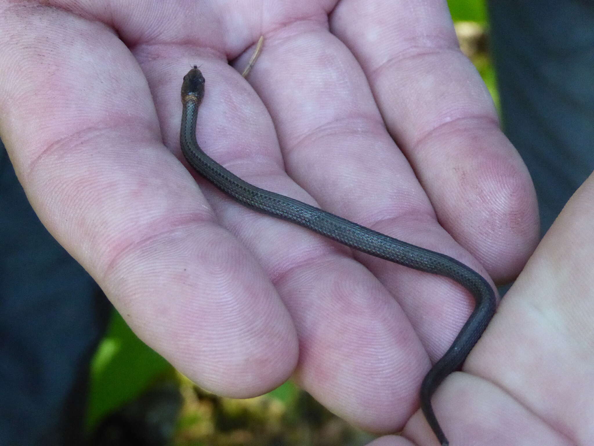 Image of Northern redbelly snake