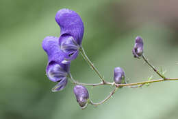 Aconitum nasutum Rchb.的圖片