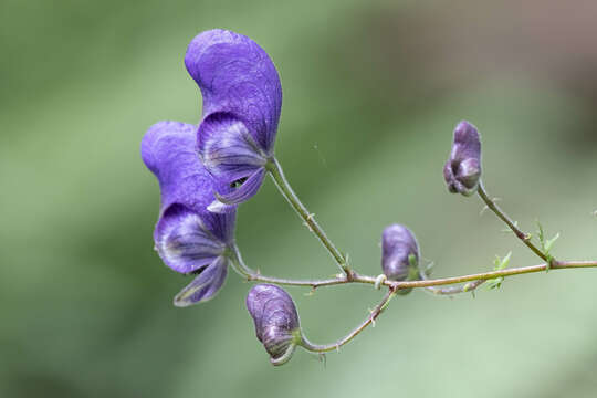 Aconitum nasutum Rchb.的圖片