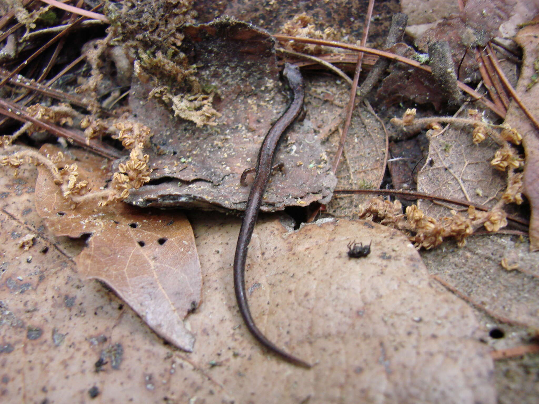 Image of MacDougal's Pygmy Salamander