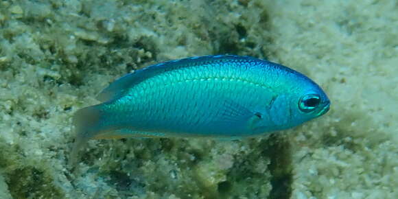 Image of Blue damsel