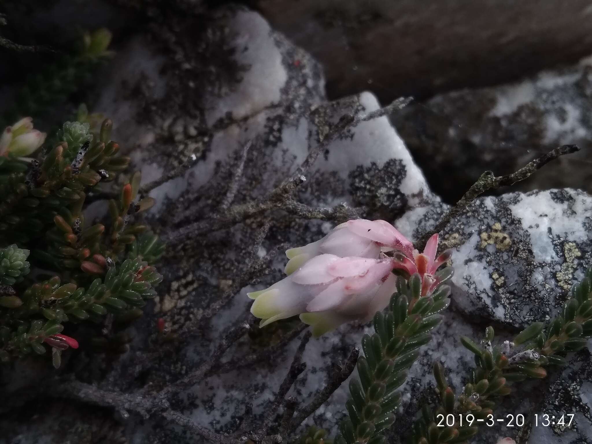 Erica goatcheriana var. petrensis L. Bol. resmi