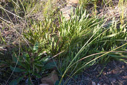 Imagem de Protea scabra R. Br.