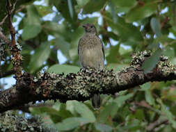 Image of Scaly-throated Honeyguide