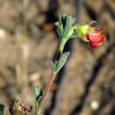 Image of Hermannia flammula Harv.