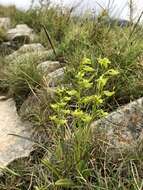 Image of Platanthera pachyglossa Hayata