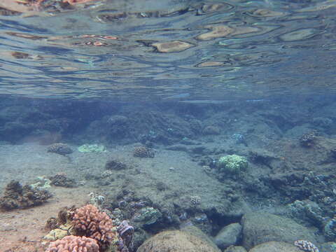 Image of Keeltail Needlefish