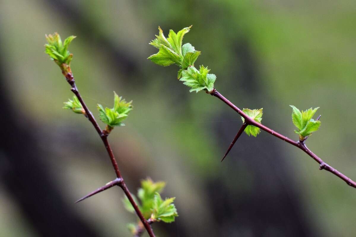 Image of Crataegus sanguinea Pall.