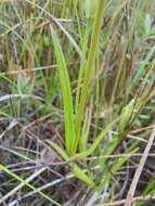 Image of Macoun's fringed gentian