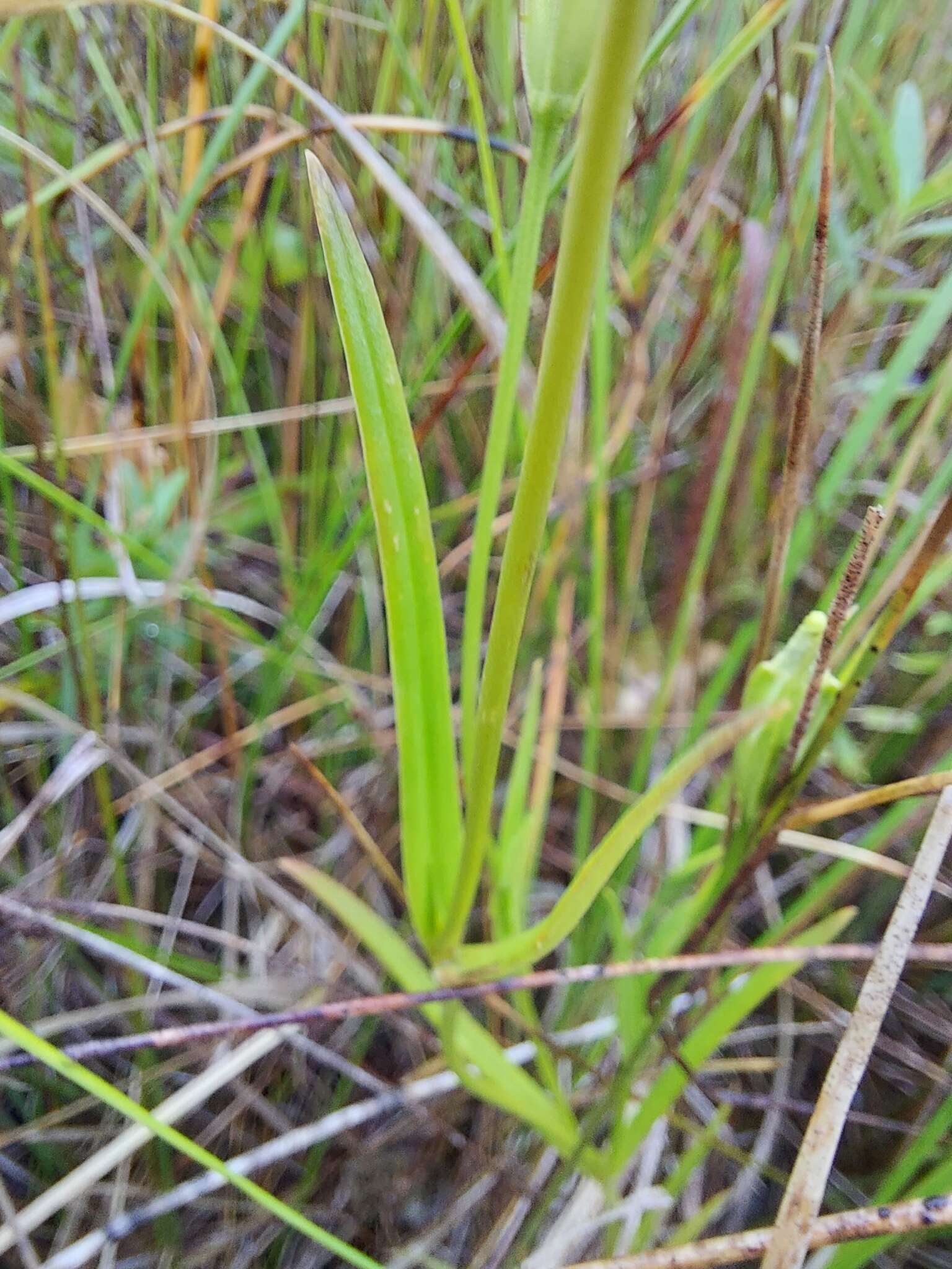 Image of Macoun's fringed gentian