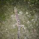 Image of Khasi Hills bent-toed Gecko