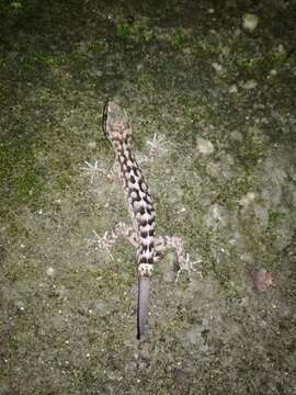 Image of Khasi Hills bent-toed Gecko