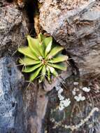 Image of Emory's barrel cactus