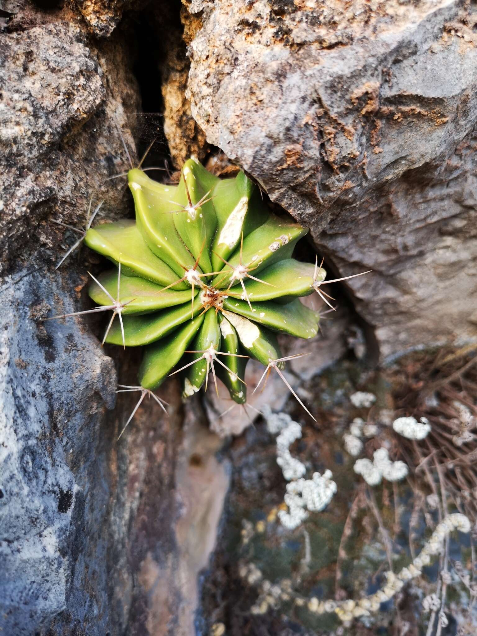 Image of Emory's barrel cactus