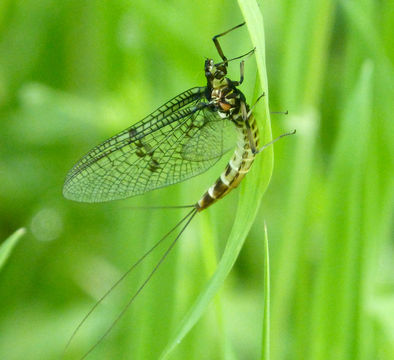 Image of <i>Ephemera danica</i> Müller 1764
