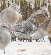 Image of Great Knot